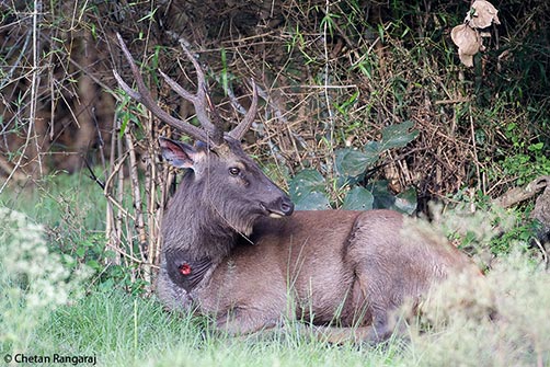 A young sambar stag <i>(Cervus unicolor)</i> resting.