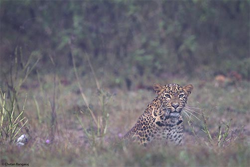 An exquisite female leopard <i>(Panthera pardus)</i> on a misty morning in Nagarhole.