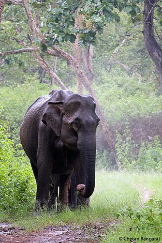 A female asian elephant <i>(Elephas maximus indicus)</i> browsing in the monsoon rain.