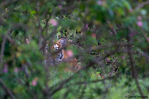 A Bengal Tiger <i>(Panthera tigris)</i> peering out from behind a lantana bush.