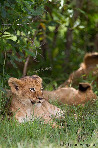 A sleepy Lion <i>(Panthera leo)</i> cub.