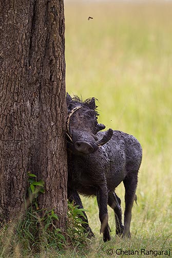 A weird and wonderful Warthog <i>(Phacochoerus africanus)</i> scratching against a tree.