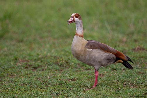 An Egyptian Goose <i>(Alopochen aegyptiacus)</i> looking rather surprised.