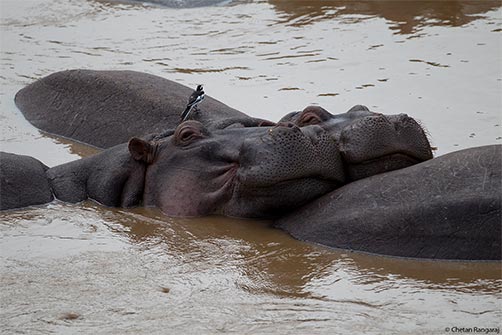 A pair of Hippopotamus' <i>(Hippopotamus amphibius)</i>snuggling in the Mara.