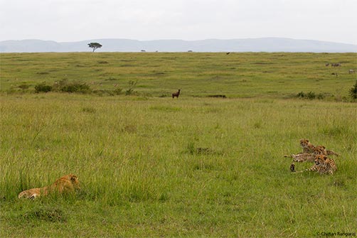 A family of Cheetahs <i>(Acinonyx jubatus)</i> glare at a lost Lion <i>(Panthera leo)</i> cub.