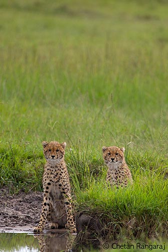A pair of Cheetah <i>(Acinonyx jubatus)</i> cubs at a waterhole.