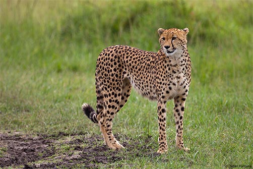 A female Cheetah <i>(Acinonyx jubatus)</i>.