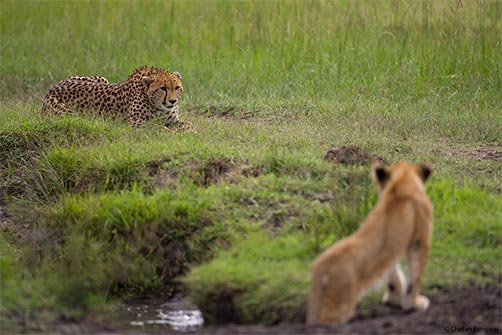A lost Lion cub <i>(Panthera leo)</i> tries to get closer to a Cheetah <i>(Acinonyx jubatus)</i>.