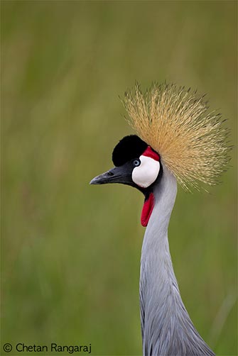 Portrait of a Grey Crowned Crane <i>(Balearica regulorum)</i>.