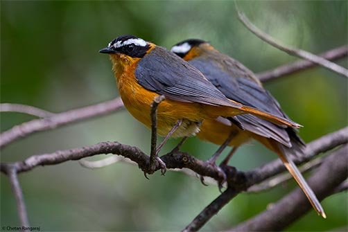 A pair of White-browed Robin-Chats <i>(Cossypha heuglini)</i>.