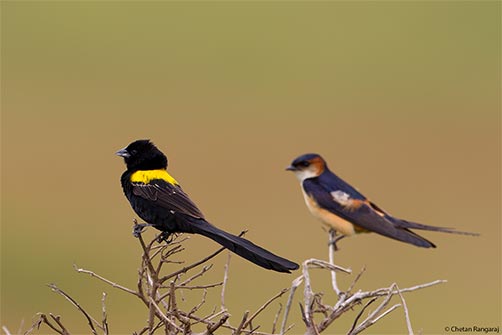 A Yellow-mantled Widowbird <i>(Euplectes macroura)</i> perched on a twig along with a swallow.