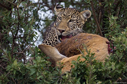 An African Leopard <i>(Panthera pardus pardus)</i> feeding.
