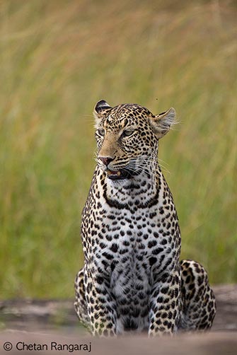 A female African Leopard <i>(Panthera pardus pardus)</i>.
