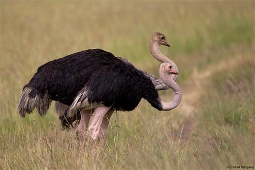 A pair of Ostriches <i>(Struthio camelus)</i>, the largest species of bird.