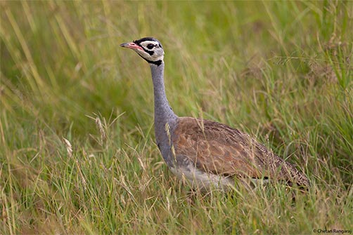 A White-bellied Bustard <i>(Eupodotis senegalensis)</i> in the long grass.
