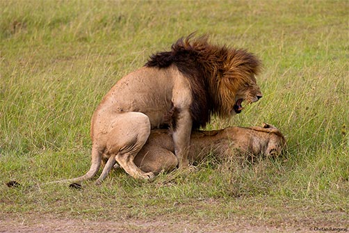 A pair of Lions <i>(Panthera leo)</i> mating.