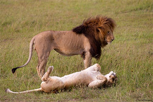 A pair of Lions <i>(Panthera leo)</i> after mating.