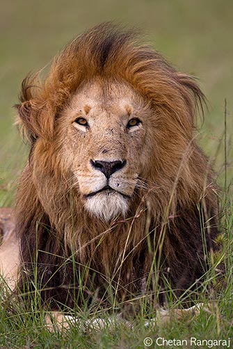 The wind swept mane on a Lion <i>(Panthera leo)</i>.