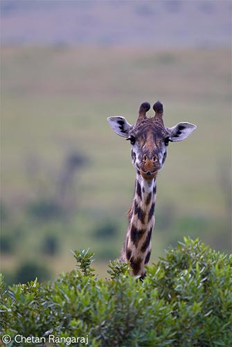 A Masai Giraffe <i>(Giraffa camelopardalis tippelskirchi)</i>.