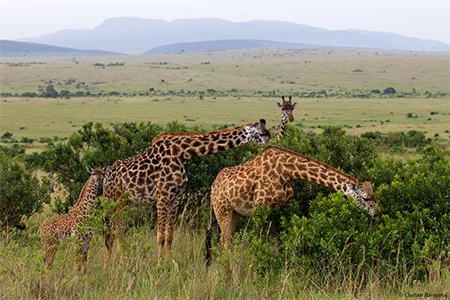 A herd of Masai Giraffes <i>(Giraffa camelopardalis tippelskirchi)</i> browsing.