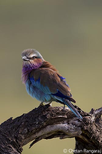 A Lilac-breasted Roller <i>(Coracias caudatus)</i> keeping an eye on things.