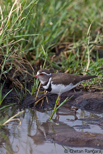 A Three-banded Plover <i>(Charadrius tricollaris)</i> wading in a puddle.