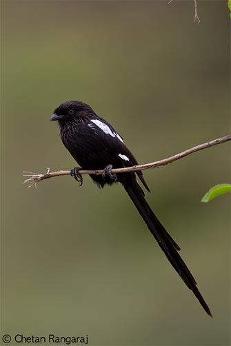A Magpie Shrike <i>(Urolestes melanoleucus)</i> perched on a twig.