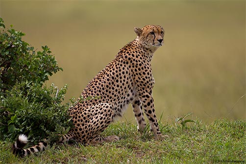 A Cheetah <i>(Acinonyx jubatus)</i> on the lookout for prey.