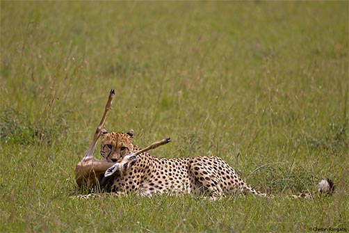 A Cheetah <i>(Acinonyx jubatus)</i> strangles a Grant's Gazelle fawn.