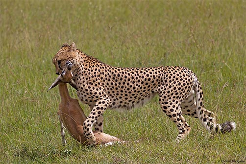A Cheetah <i>(Acinonyx jubatus)</i> drags away his catch.