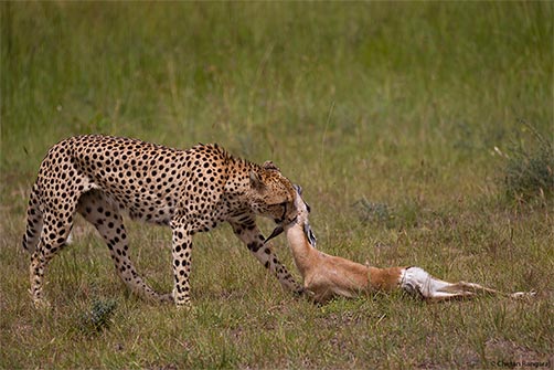 A Cheetah <i>(Acinonyx jubatus)</i> drags his kill towards a thicket.