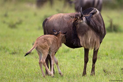 A Blue Wildebeest <i>(Connochaetes taurinus)</i> mother and calf.