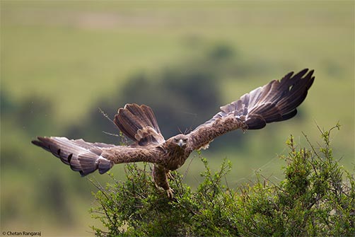 A Tawny Eagle <i>(Aquila rapax)</i> takes off.