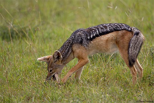 A Black-backed Jackal <i>(Canis mesomelas)</i> gnawing on the shin-bone of a Grant's Gazelle