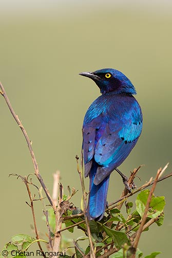 A Lesser Blue-eared Starling <i>(Lamprotornis chloropterus)</i> on the lookout.