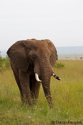 A large African Elephant <i>(Loxodonta africana)</i> bull.