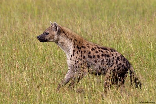A Spotted Hyena <i>(Crocuta crocuta)</i> on the run.