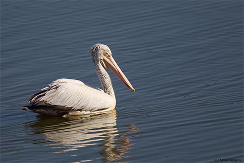 A Spot-billed pelican <i>(Pelecanus philippensis)</i>.