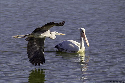 A Grey heron <i>(Ardea cinerea)</i> flies past a Spot-billed pelican <i>(Pelecanus philippensis)</i>.