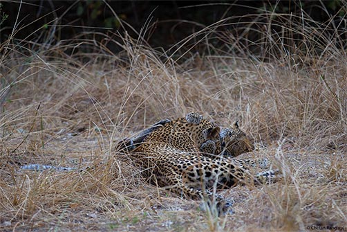 A leopard <i>(Panthera pardus)</i> cub play-fighting with it's mother.