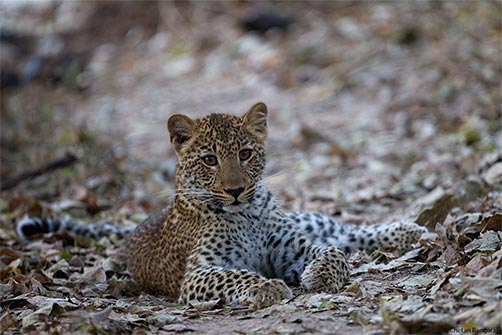 A Leopard <i>(Panthera pardus)</i> cub.