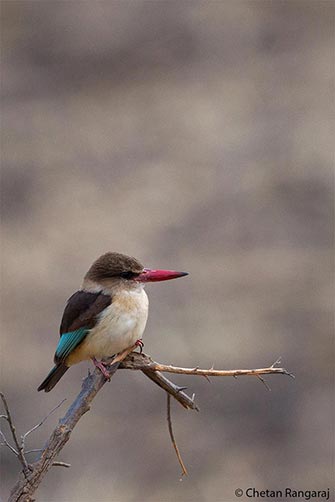 A brown-hooded kingfisher <i>(Halcyon albiventris)</i> surveying its realm.