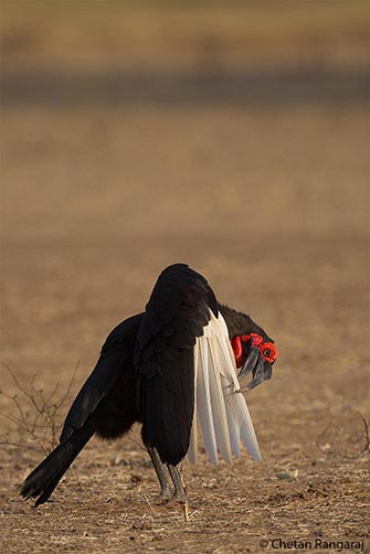 A Southern Ground Hornbill <i>(Bucorvus leadbeateri)</i> preening.