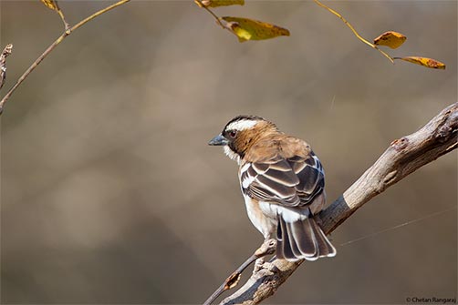 A white-browed sparrow-weaver <i>(Plocepasser mahali)</i>.