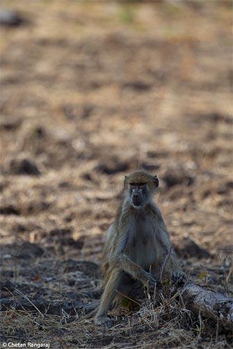 A yellow baboon <i>(Papio cynocephalus)</i> keeping an eye on things.