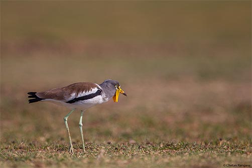A white-crowned lapwing <i>(Vanillas albiceps)</i> on the move.