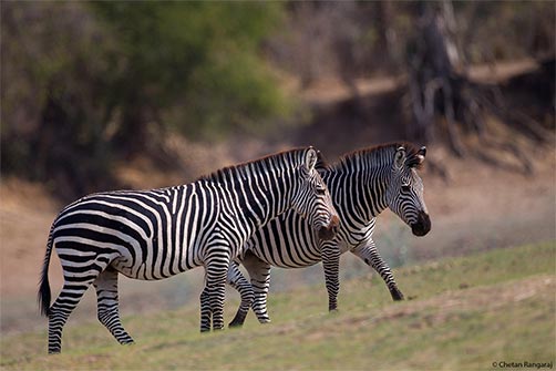 A pair of zebra on the move.