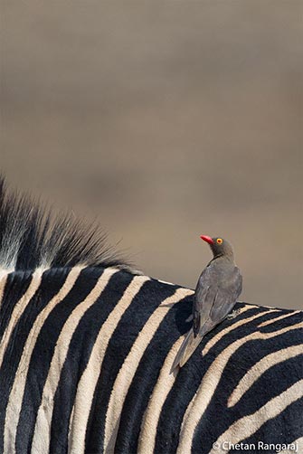 A red-billed oxpecker <i>(Buphagus erythrorhynchus)</i> hitching a ride on a zebra.