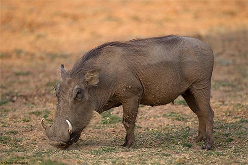 A warthog <i>(Phacochoerus africans)</i> feeding.
