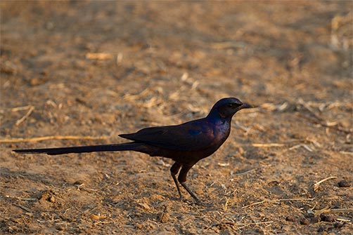 A Meve's starling or Meve's glossy-starling <i>(Lamprotornis mevesii)</i>.